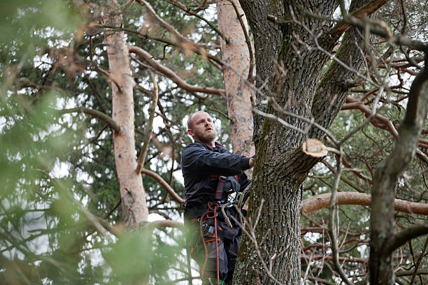 Best Arborist Consultation Services  in San Francisco, CA